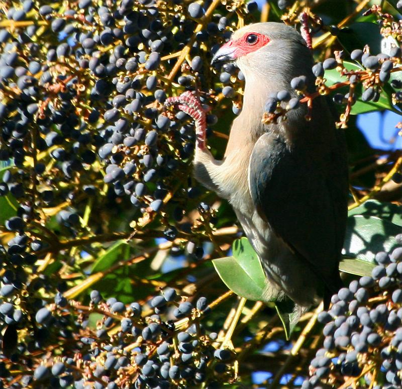 frieda 070.jpg - Lekker die bessies..